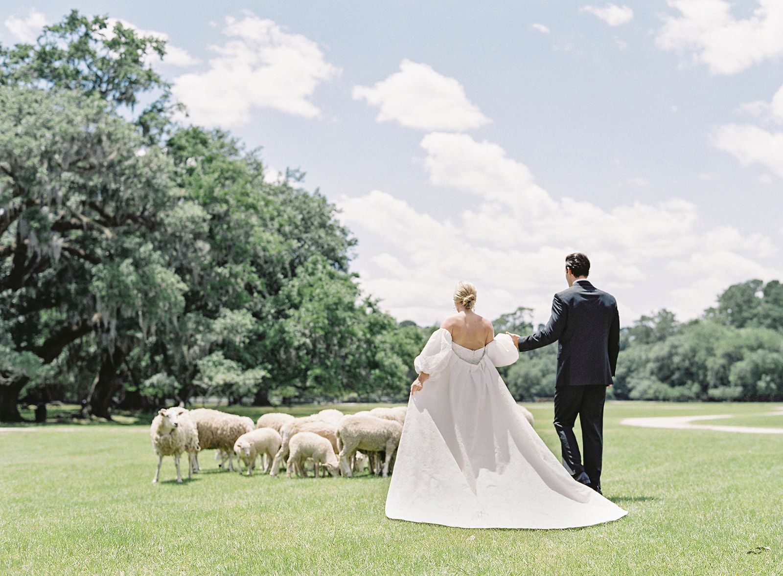 Bride and groom holding hands in a field while sheep graze nearby